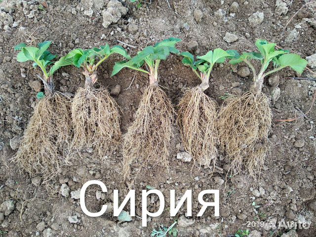 Рассада клубники Сирия,Чамора, Галия Чив,Капри