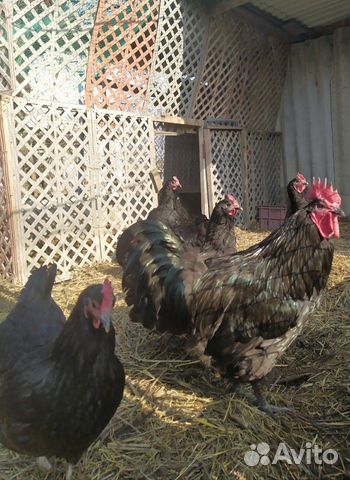 Цыплята породы Джерсийский гигант купить на Зозу.ру - фотография № 1
