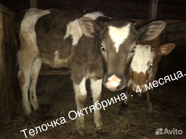 Тёлочки, телки, коровы купить на Зозу.ру - фотография № 1