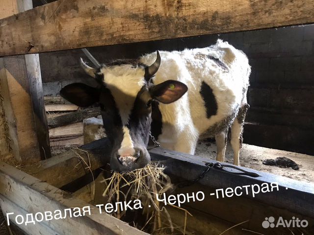 Тёлочки, телки, коровы купить на Зозу.ру - фотография № 2