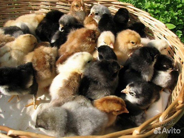 Цыплята,утята, гусята купить на Зозу.ру - фотография № 3