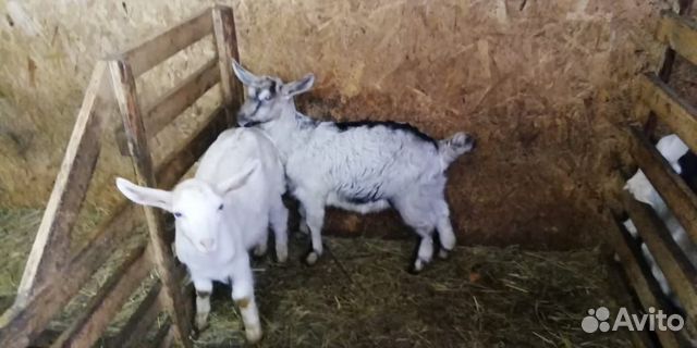 Нубийско-заанинские козы купить на Зозу.ру - фотография № 8