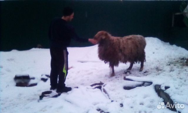 Баран эдельбеевский и овец купить на Зозу.ру - фотография № 7