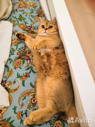Вязка шотландский кот. Золотая шиншилла купить на Зозу.ру - фотография № 2