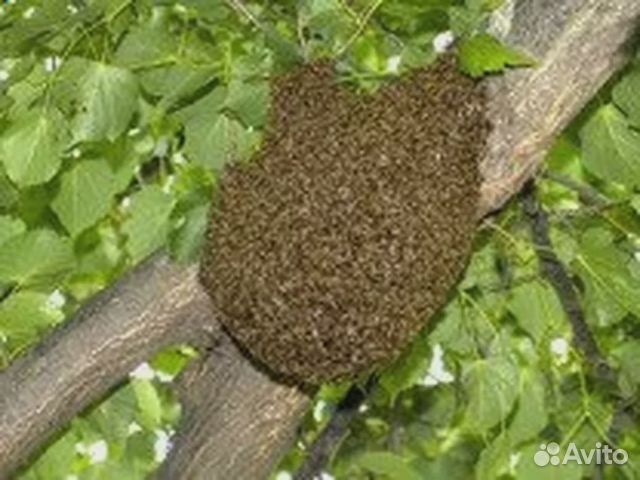 Продам пойманых пчел купить на Зозу.ру - фотография № 1