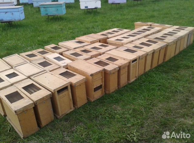 Пчелопакеты от пчеловодов купить на Зозу.ру - фотография № 1