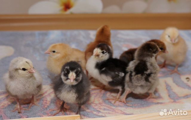 Продам цыплят домашних кур купить на Зозу.ру - фотография № 2