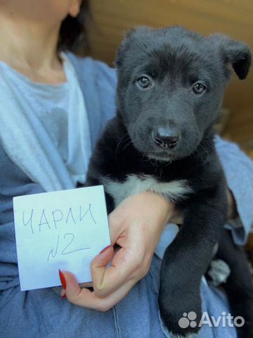 Отдаются щенки в добрые руки купить на Зозу.ру - фотография № 4