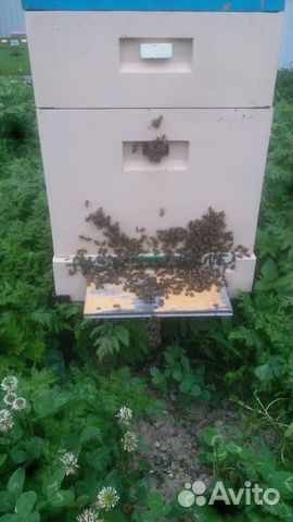 Пчелосемьи Бакфаст купить на Зозу.ру - фотография № 3