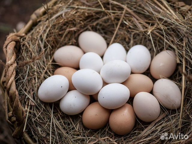 Инкубационное яйцо серебристых куриц купить на Зозу.ру - фотография № 1