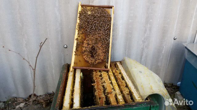 Продаю пчелопакеты купить на Зозу.ру - фотография № 2