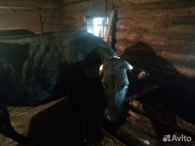 Коровы первотёлки купить на Зозу.ру - фотография № 2