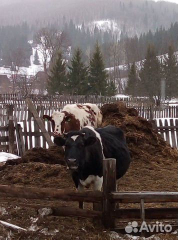 Чёрно-Белая молочная, стельная корова Нижнетагильс купить на Зозу.ру - фотография № 1