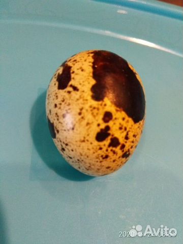 Инкубационное яйцо белого техасца купить на Зозу.ру - фотография № 1
