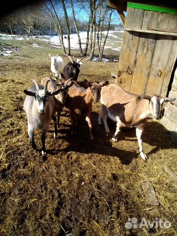Телка 1 год и телята домашние, козы дойные купить на Зозу.ру - фотография № 5
