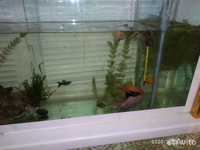 Золотые рыбки купить на Зозу.ру - фотография № 2