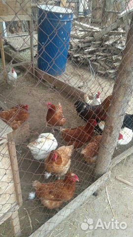 Яйца куриные купить на Зозу.ру - фотография № 5
