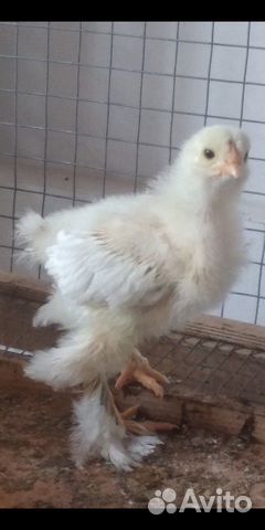 Инкубационное яйцо, суточные цыплята купить на Зозу.ру - фотография № 3