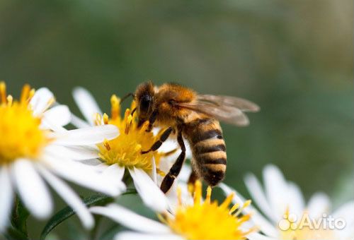 Пчёлы, пчелосемьи, пчелопакеты. Карника купить на Зозу.ру - фотография № 1