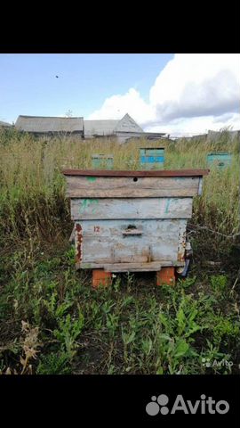Пчелы, ульи купить на Зозу.ру - фотография № 4