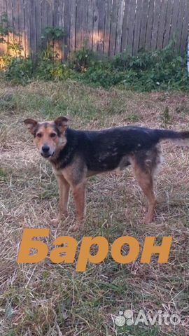 Собака Барон купить на Зозу.ру - фотография № 1