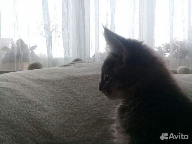 Мейн кун котята от заводчика купить на Зозу.ру - фотография № 3