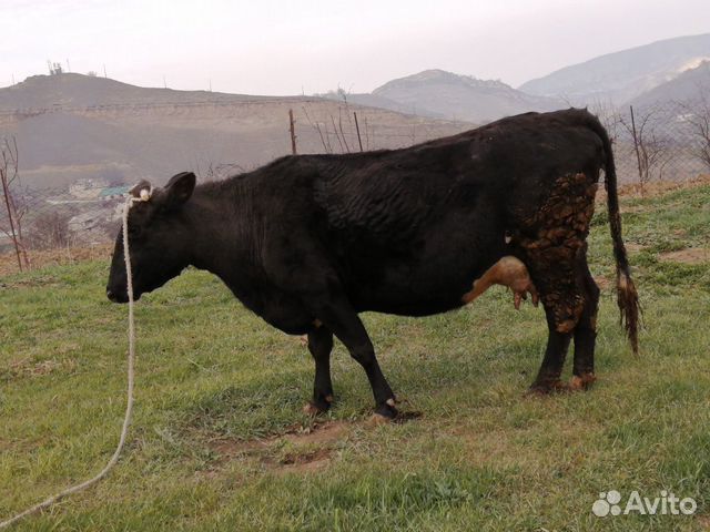 Продаётся корова в сел. Карамахи купить на Зозу.ру - фотография № 2