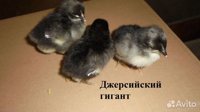 Цыплята Джерсийский гигант, Билефельдер купить на Зозу.ру - фотография № 1