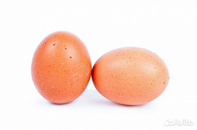 Инкубационное куриное яйцо бройлера купить на Зозу.ру - фотография № 1