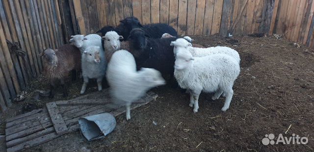 Овцы продам ягнят купить на Зозу.ру - фотография № 1