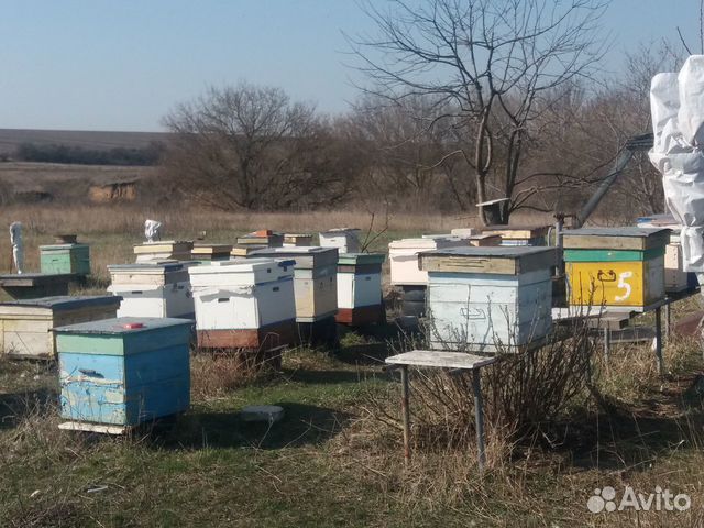 Пчелопакеты 2020г купить на Зозу.ру - фотография № 1