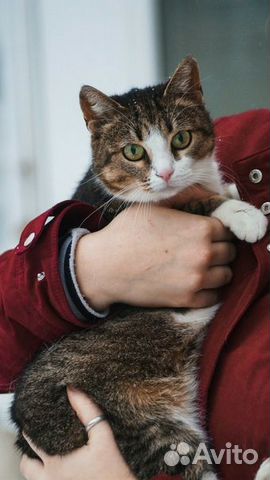 Кошечка ищет дом