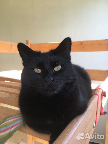 Кошка Банни Кошка Банни