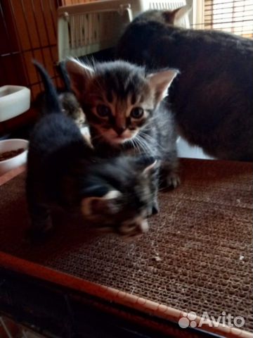 Котята 2 мес в добрые руки