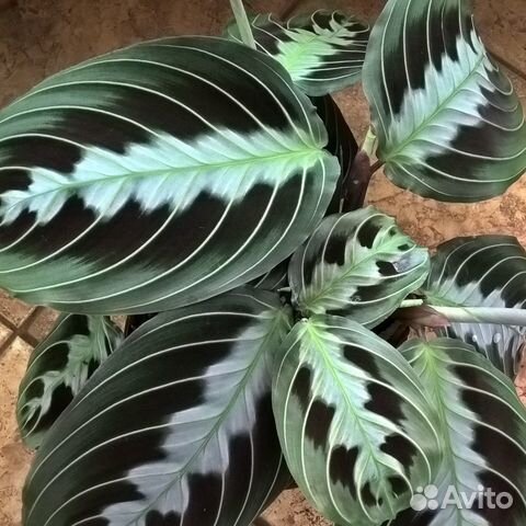 Маранта Массанжа