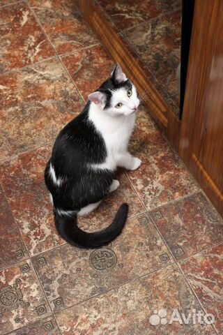 Кошечка Данная Кошечка Данная