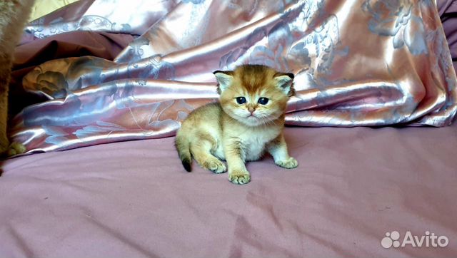 Шотландские котята(золотая тикированная шиншилла) Шотландские котята(золотая тикированная шиншилла)