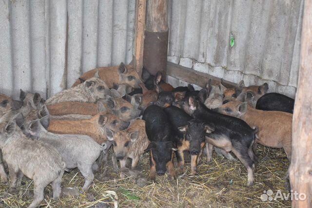 Венгерская мангалица и Кармалы. Поросята Венгерская мангалица и Кармалы. Поросята