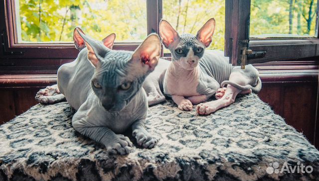 Котята породы Котята породы