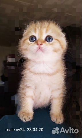 Золотая шиншилла. котики Золотая шиншилла. котики