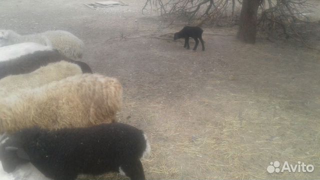 Овцы, бараны купить на Зозу.ру - фотография № 7