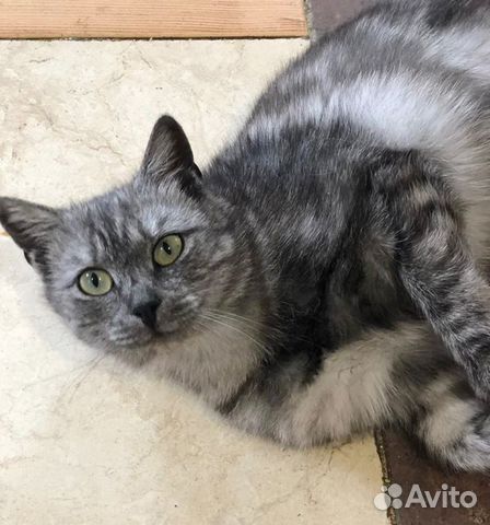 Кошка в дар ищет добрые руки