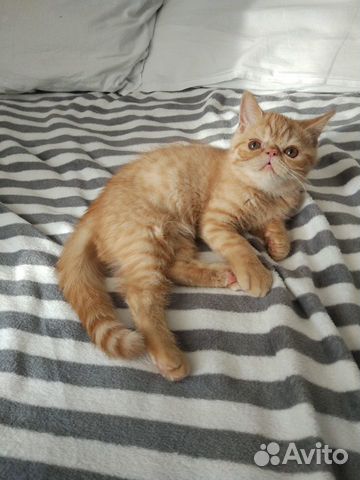 Котята экзотической короткошерстной