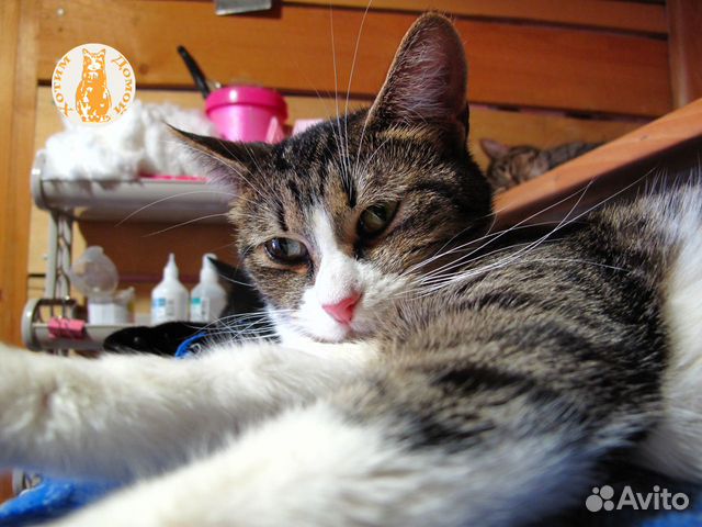 Кошка из приюта