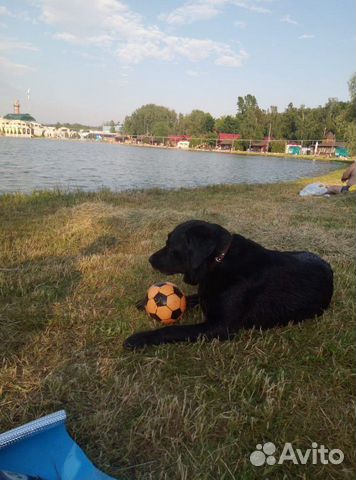 Собака