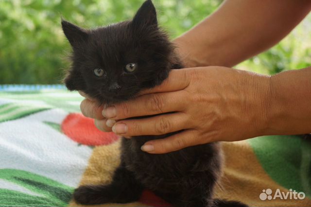Котик в добрые руки