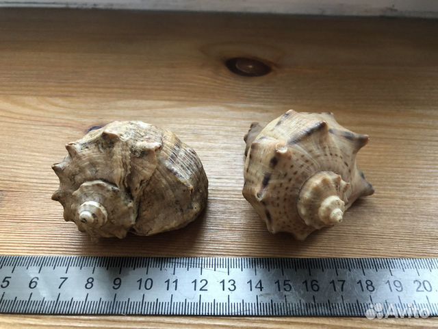 Ракушки Рапана 6 см