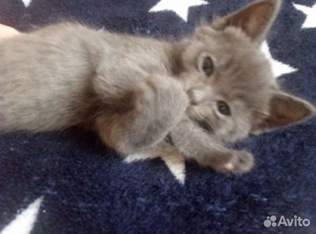 Отдам котят в добрые руки