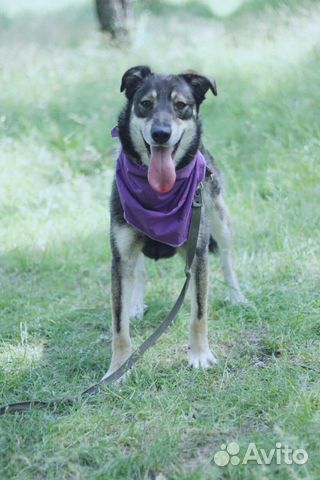 Умный пёс Боня в добрые руки