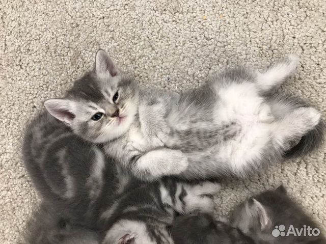 Шотландские котята Скоттиш -страйт Шотландские котята Скоттиш -страйт